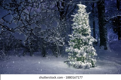 Christmas Tree In Snow, Sweden Forest