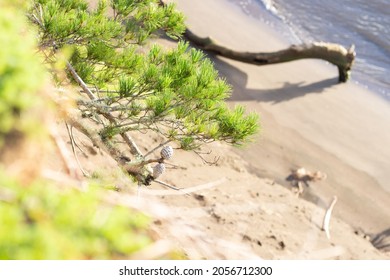 Christmas Tree In Waiuku Forest Aotearoa New Zealand Waikato River On The Background