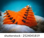 The Christmas Tree Worm is a colorful marine worm with beautiful spiral plumes resembling a Christmas tree. These creatures come in various colors, including red, orange, yellow, blue, and white