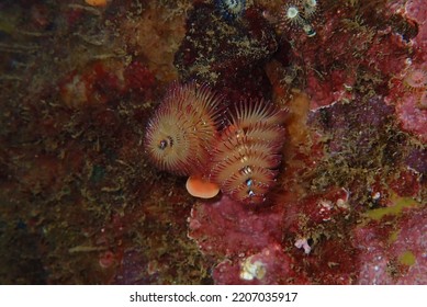 Christmas Tree Worm In Sugar Beach, Saint Lucia.