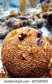 Christmas tree worms on a ball of grooved brain coral