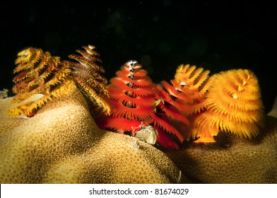 Christmas Tree Worms On Reef