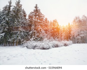 Christmas trees covered with snow in the city park. Snow storm at sunset - Powered by Shutterstock