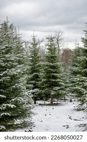 Christmas trees fir-trees pinetrees forest during winter with snow on a cloudy day landscape, background, vertical shot