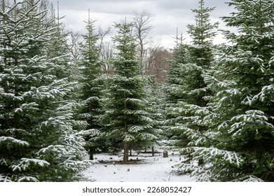 Christmas trees fir-trees pinetrees forest during winter with snow on a cloudy day landscape, background - Powered by Shutterstock