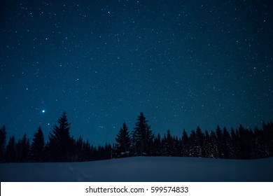 Christmas Trees On The Background Of The Starry Winter Sky.