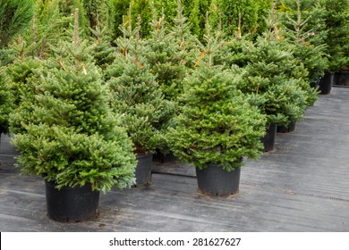 Christmas trees in pots for sale