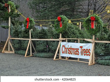 Christmas Trees For Sale