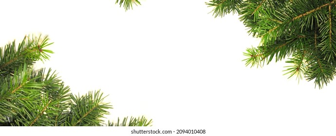 Christmas white background banner with fir tree branches