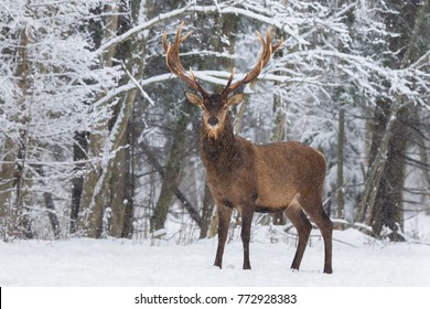 Christmas Wildlife Story: Red Deer Stag (Cervus Elaphus) With Great Horns Stand And Looks At You Against Snowy Forest And Snowflakes. Red Deer ( Cervidae ) During A Heavy Snowfall. Deer And Snowflakes