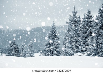 Christmas winter card with fir trees and snowflakes. Christmas greetings concept  - Shutterstock ID 732870679