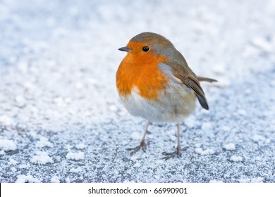 Christmas Winter Robin On Icy Snowy Ground