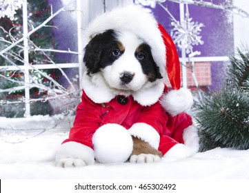 340 Christmas Puppies Bernese Mountain Dog Images, Stock Photos ...