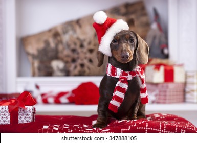 Christmas wreath on neck dachshund puppy
