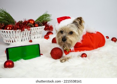 Christmas. Yorkshire Terrier Dog In A Santa Claus Costume And A Phone With A Green Screen, On A White Background, Christmas Decorations.Concept Postcard, Copy Space, Poster, Congratulation, Invitation