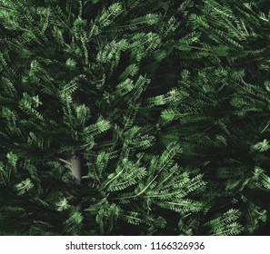 Chritmas tree background