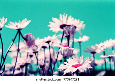 Chromatic Flowers On Special Effects 35mm Film. White Flowers With Turquoise Sky. Psychedelic Flowers