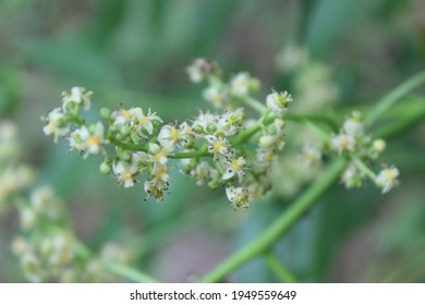 Chrominance Noise, Luminance Noise, Sharpening Noise Image Of Spondias Dulcis Flowers