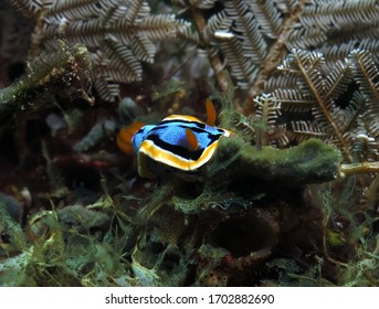 Chromodoris Annae Nudibranch Siquijor Philippines