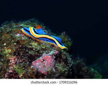 Chromodoris Annae Nudibranch Siquijor Philippines