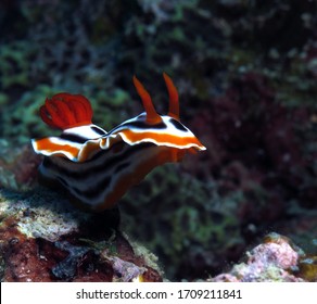 Chromodoris Magnifica Nudibranch Siquijor Philippines