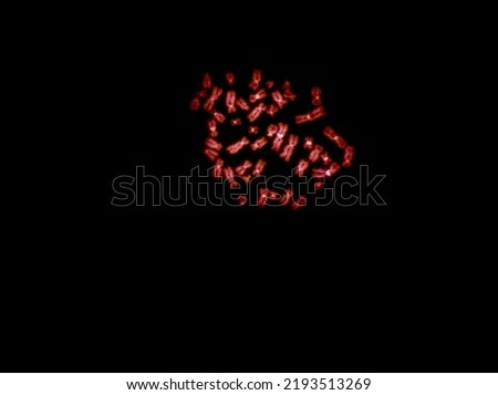 Chromosomes under fluorescence microscope, red colored Human chromosomes from blood