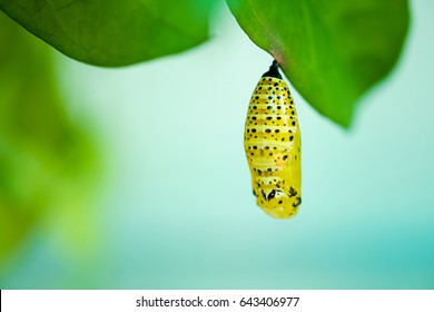Chrysalis Of Butterfly