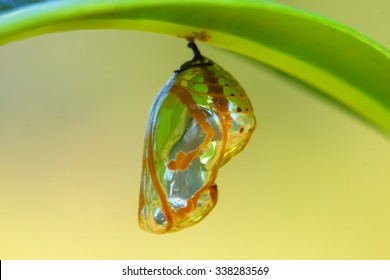 Chrysalis Butterfly hanging on a leaf .