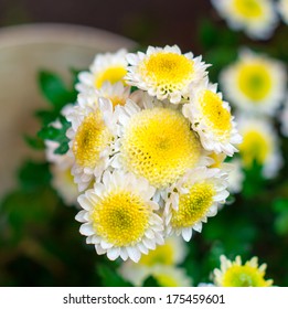 chrysanthemum