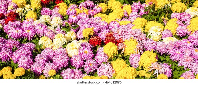  Chrysanthemum