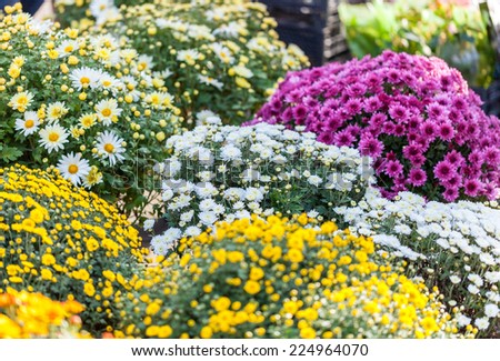 Chrysanthemum