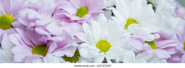 300,756 imágenes de Chrysanthemum color - Imágenes, fotos y vectores de  stock | Shutterstock