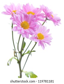 Chrysanthemum bouquet, isolated on white