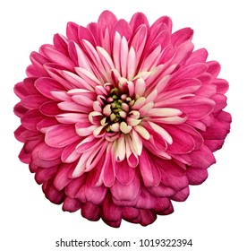 Chrysanthemum   bright pink  flower. On white isolated background with clipping path.  Closeup no shadows. Garden  flower.  Nature.