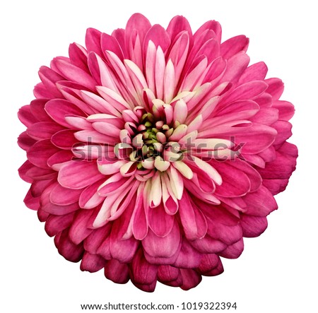 Chrysanthemum   bright pink  flower. On white isolated background with clipping path.  Closeup no shadows. Garden  flower.  Nature.