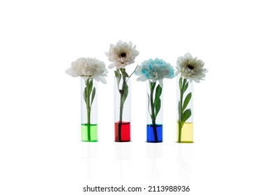 Chrysanthemum buds in transparent test tubes with colored water. The process of coloring white flowers. Changing  white flowers into another color with food coloring. Isolated. 