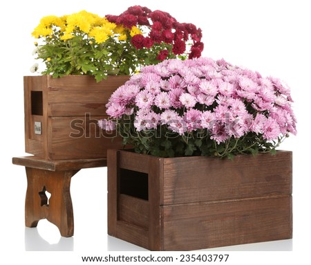 Chrysanthemum bush in wooden boxes isolated on white