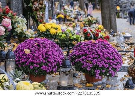 Chrysanthemum and candles on a grave on Wolski Cemetery just before All Saints Day in Warsaw, capital of Poland