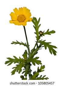 Chrysanthemum Coronarium