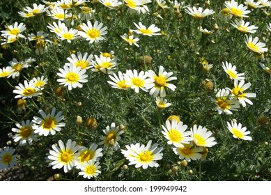 Chrysanthemum Coronarium