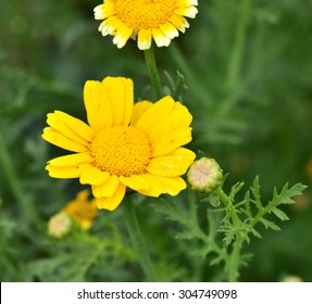 Chrysanthemum Coronarium