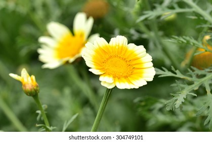 Chrysanthemum Coronarium