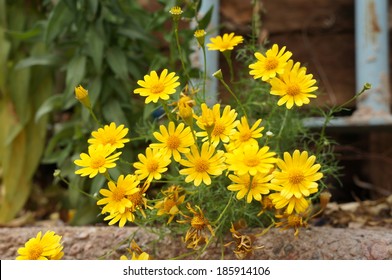 Chrysanthemum Coronarium Blossom