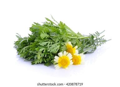 Chrysanthemum Coronarium On White Background