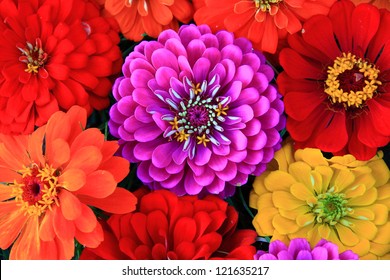 chrysanthemum flower - Powered by Shutterstock