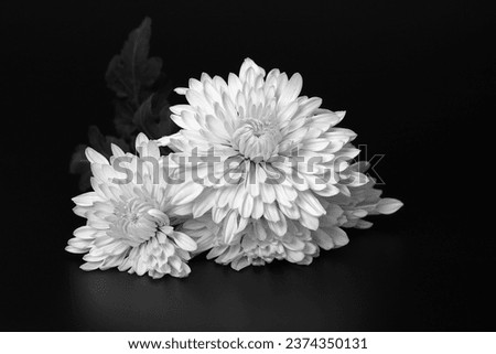 Chrysanthemum flower against a dark background. Petals of an white Chrysanthemum flower. White autumn flowers on black. Floral abstract background. Greeting card. Black and white photo