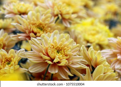 kekwa images stock photos vectors shutterstock https www shutterstock com image photo chrysanthemum flower background close 1075510004