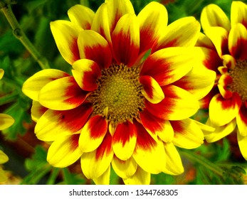 Chrysanthemum Flower Background Wallpaper Fine Art Stock Photo