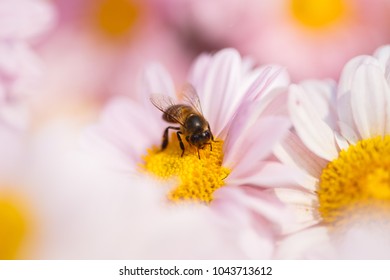 Chrysanthemum flower with a bee in the garden