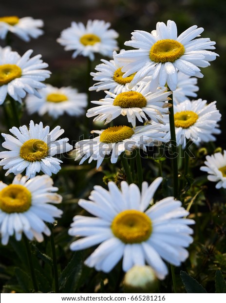 Chrysanthemum Flower Bunga Krisan Stock Photo Edit Now
